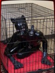 Full body latex puppy suit looks amazing on wicked TS Jamie French